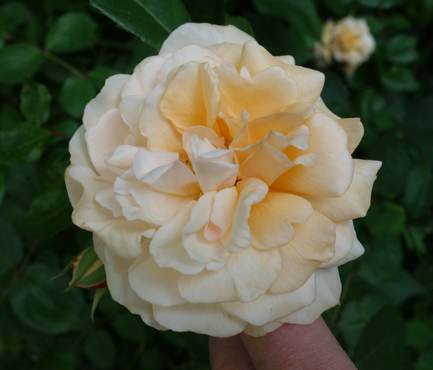 Historische Rose 'Buff Beauty' - Rosa 'Buff Beauty'