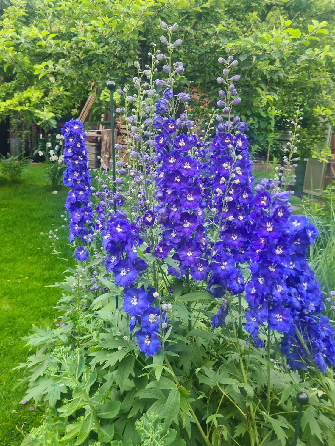 Hohen Rittersporn 'Independence' - Delphinium x elatum 'Independence'