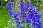 Hohen Rittersporn 'Independence' - Delphinium x elatum 'Independence'
