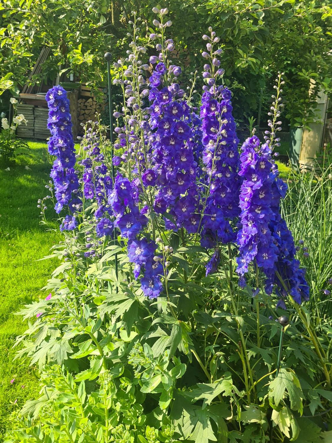 Hohen Rittersporn 'Independence' - Delphinium x elatum 'Independence'