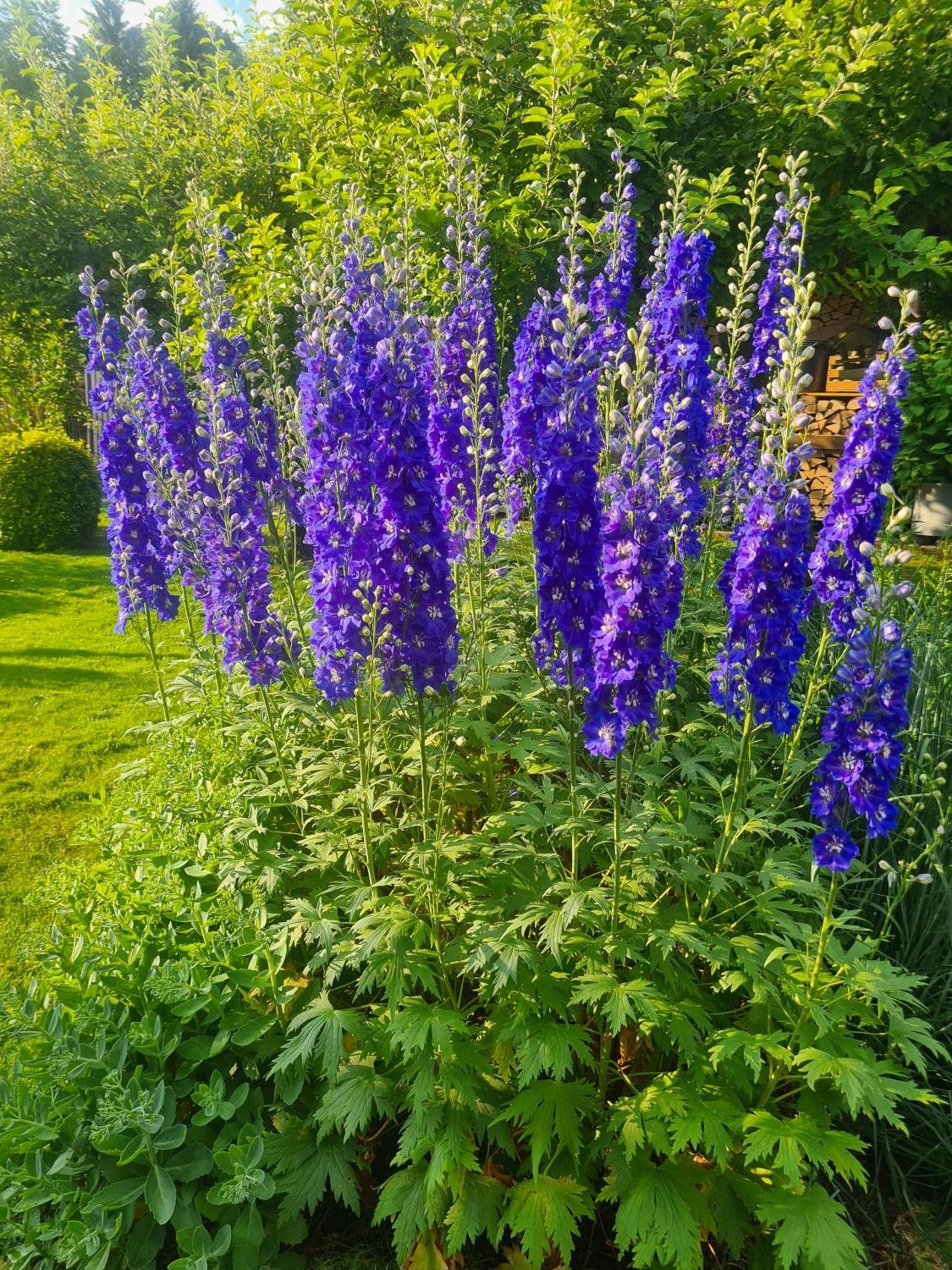 Hohen Rittersporn 'Independence' - Delphinium x elatum 'Independence'