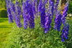 Hohen Rittersporn 'Independence' - Delphinium x elatum 'Independence'
