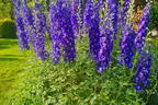 Hohen Rittersporn 'Independence' - Delphinium x elatum 'Independence'