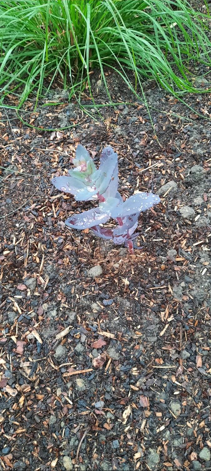 Hohes Herbst-Fettblatt 'Chocoloate Cherry' - Sedum telephium 'Chocolate Cherry'