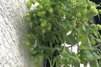 Hopfen 'Magnum' - Humulus lupulus 'Magnum'