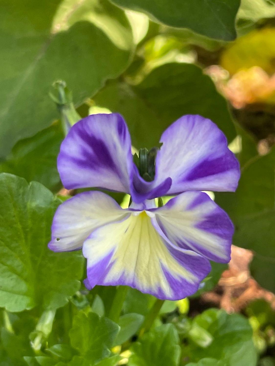 Hornveilchen 'Rebecca Cawthorne' - Viola cornuta 'Rebecca Cawthorne'