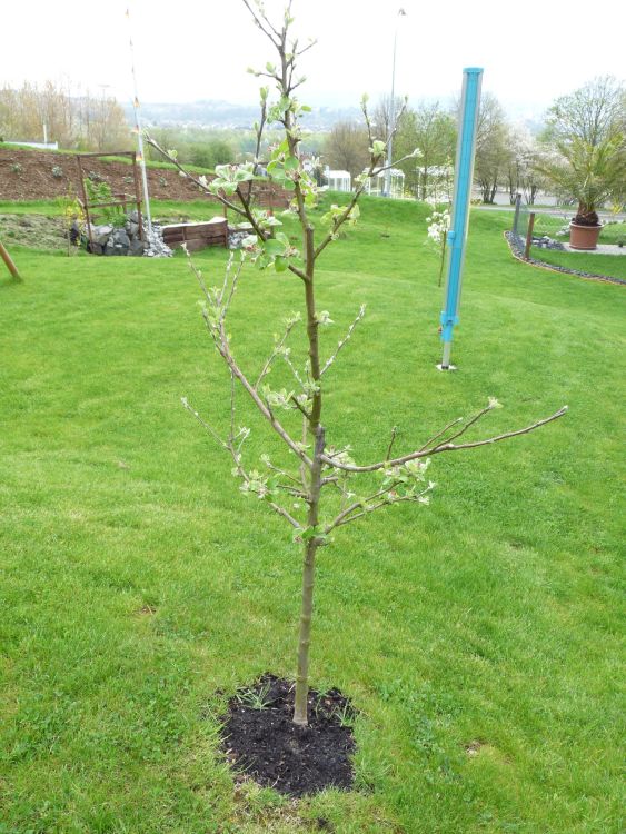 Familienbaum Apfel '3 verschiedene Sorten' - z. B. Sommer-, Herbst-, Winterapfel
