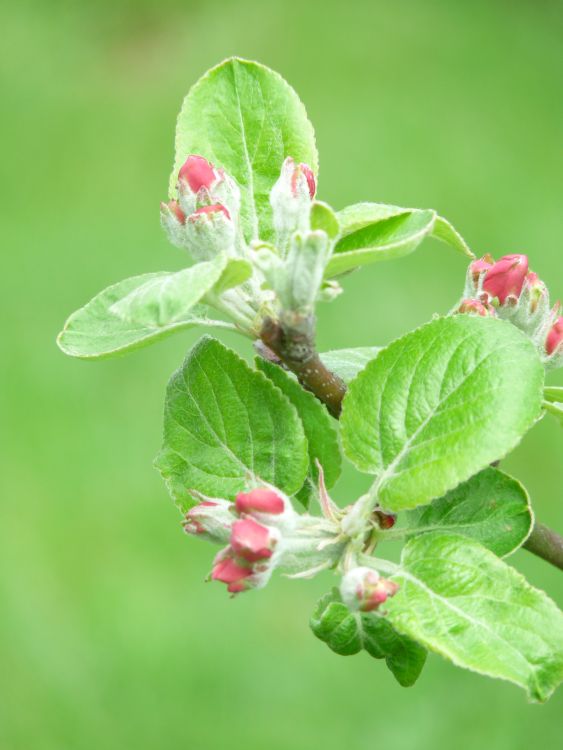 Familienbaum Apfel '3 verschiedene Sorten' - z. B. Sommer-, Herbst-, Winterapfel