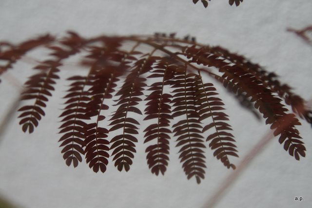 Seidenbaum / Schlafbaum / Seidenakazie 'Summer Chocolate' - Albizia julibrissin 'Summer Chocolate'