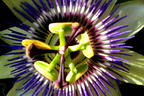 Passionsblume 'Purple Haze' - Passiflora caerulea 'Purple Haze'