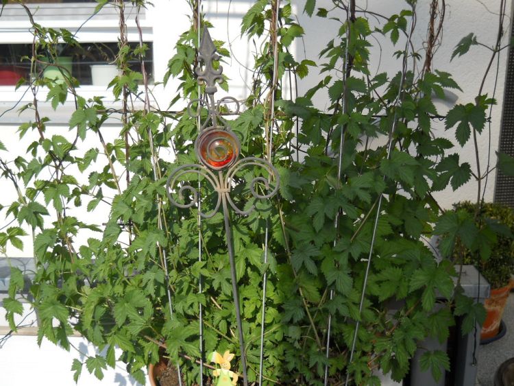 Hopfen - Humulus lupulus