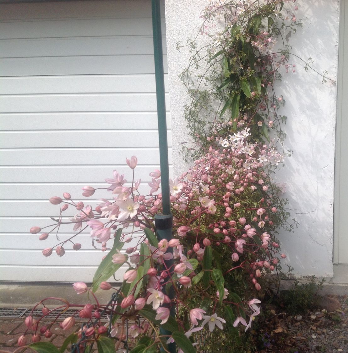 Immergrüne Clematis 'Appleblossom' - Clematis armandii 'Appleblossom'