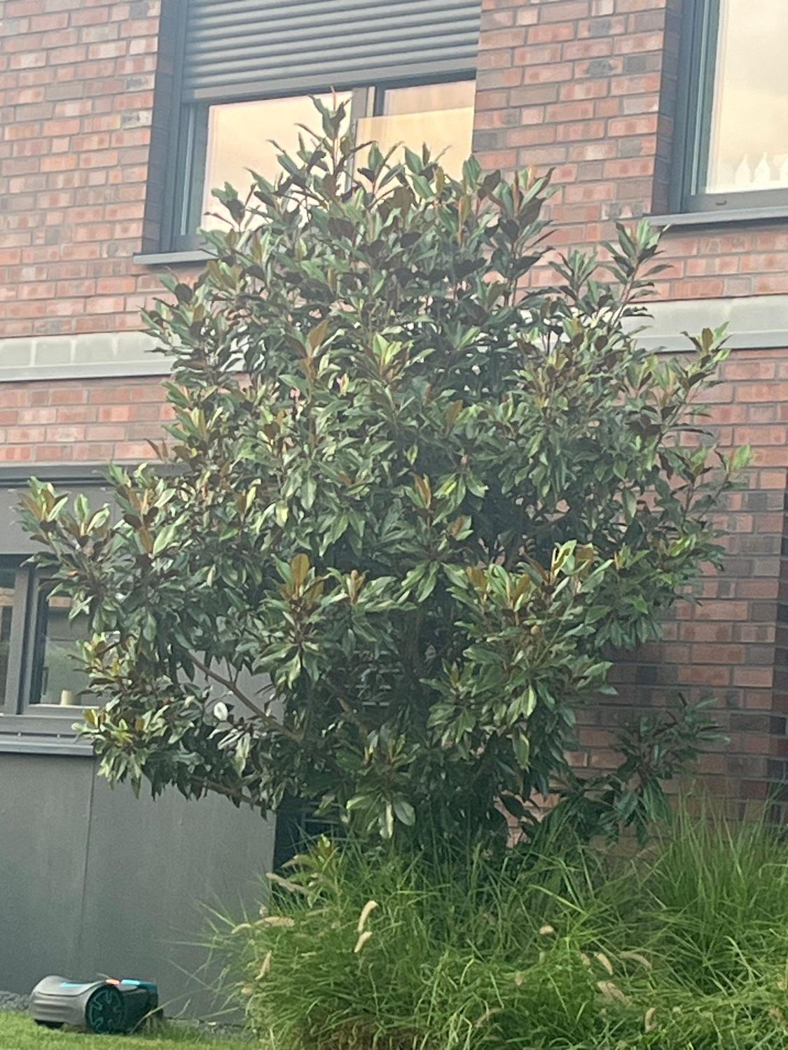 Immergrüne Magnolie 'Kay Parris' - Magnolia grandiflora 'Kay Parris'