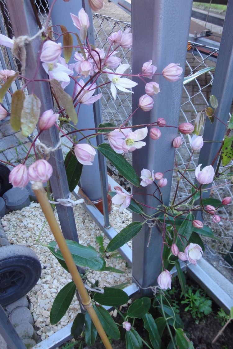 Immergrüne Waldrebe Clematis armandii Baumschule Horstmann