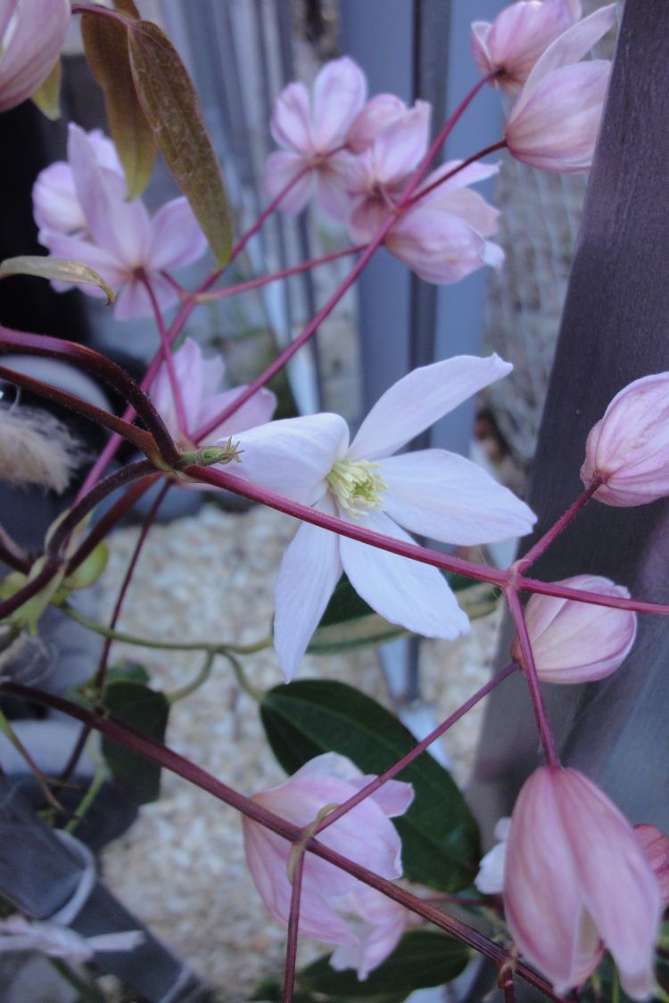 Immergrüne Waldrebe - Clematis armandii