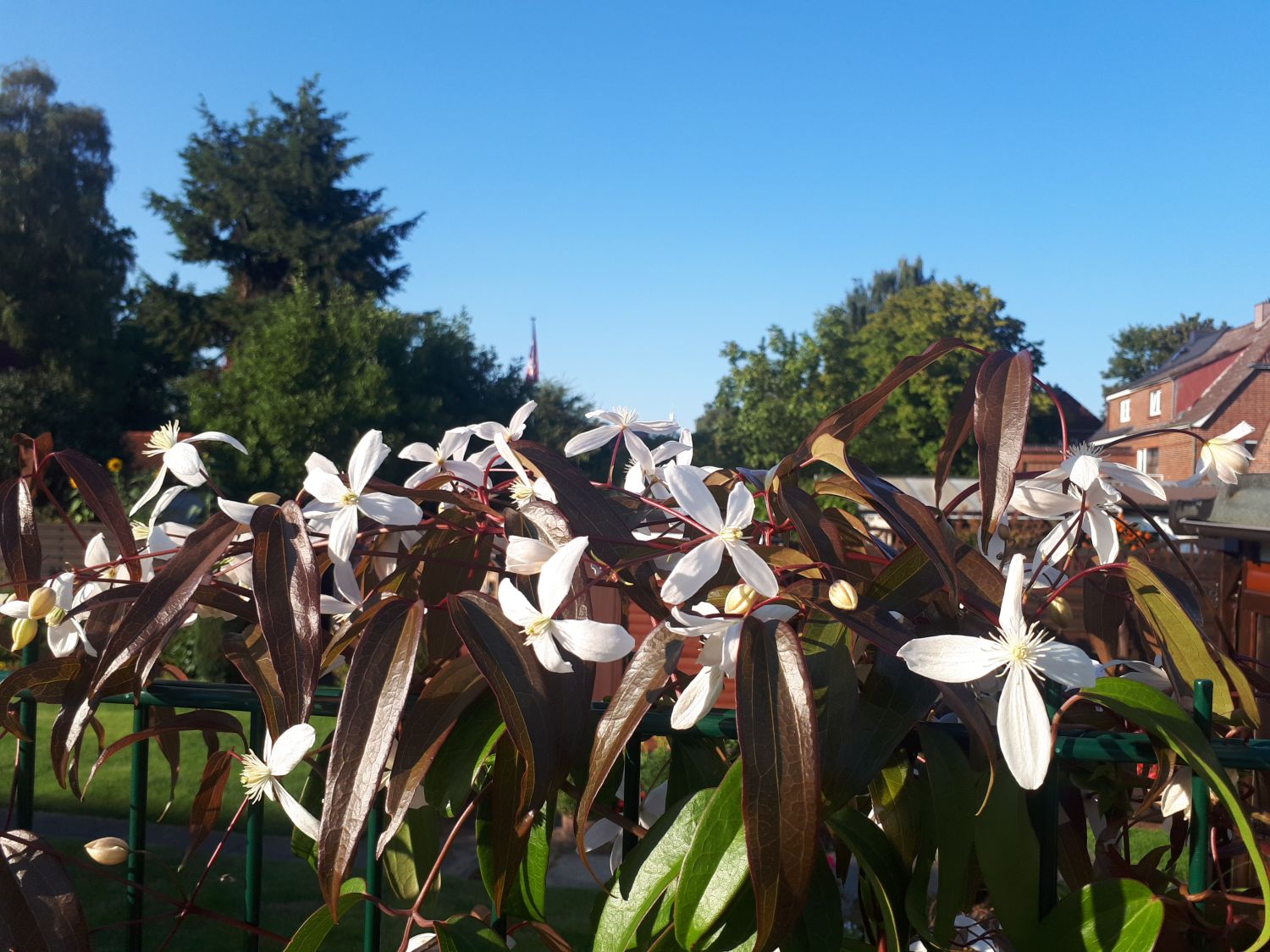 Immergrüne Waldrebe - Clematis armandii