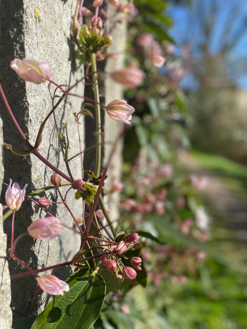 Immergrüne Waldrebe - Clematis armandii