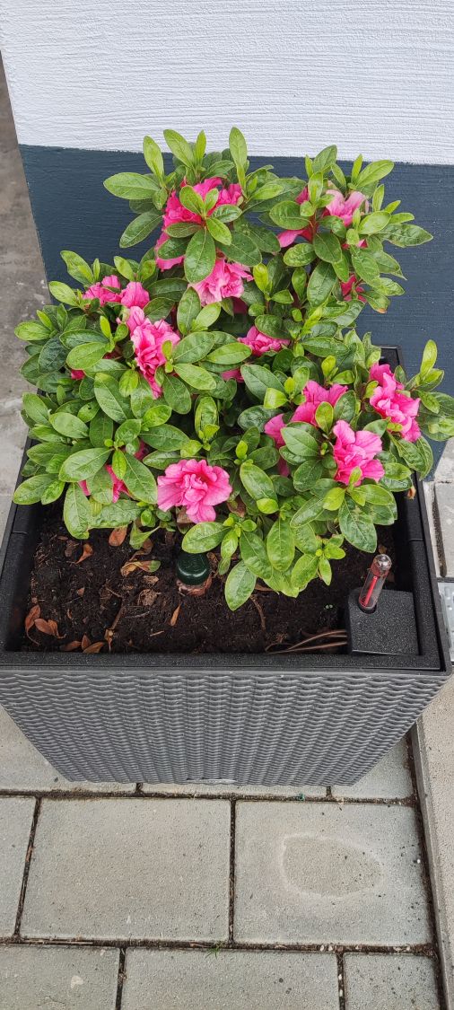 Japanische Azalee Bloom Champion (Purple) Rhododendron obtusum Bloom