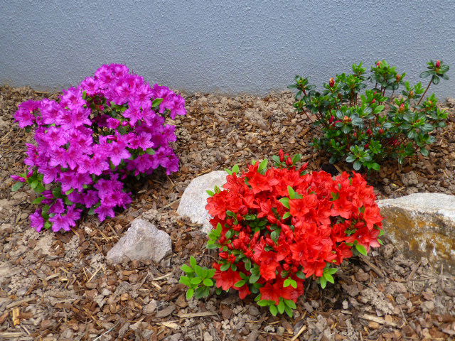 Japanische Azalee 'Fridoline' - Rhododendron obtusum 'Fridoline'
