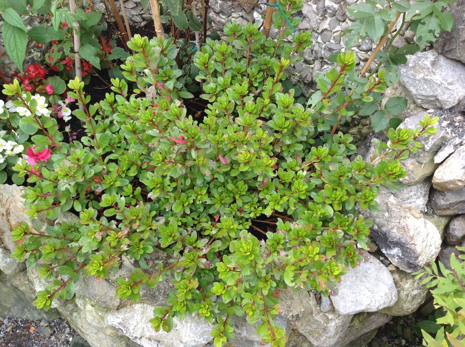 Japanische Azalee 'Fridoline' - Rhododendron obtusum 'Fridoline'