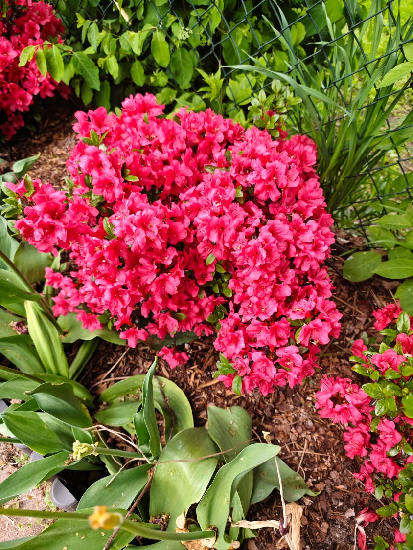 Japanische Azalee 'Hachmann's Maruschka' ® - Rhododendron obtusum 'Hachmann's Maruschka' ®