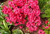 Japanische Azalee 'Hachmann's Maruschka' ® - Rhododendron obtusum 'Hachmann's Maruschka' ®