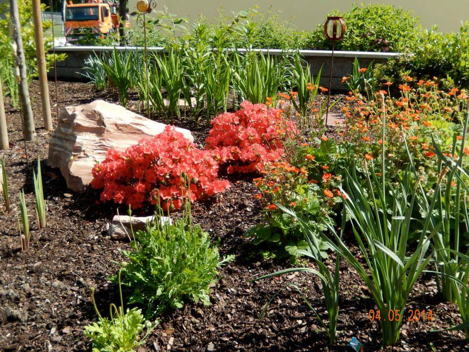 Japanische Azalee 'Geisha Orange' - Rhododendron 20-25cm Winterhart