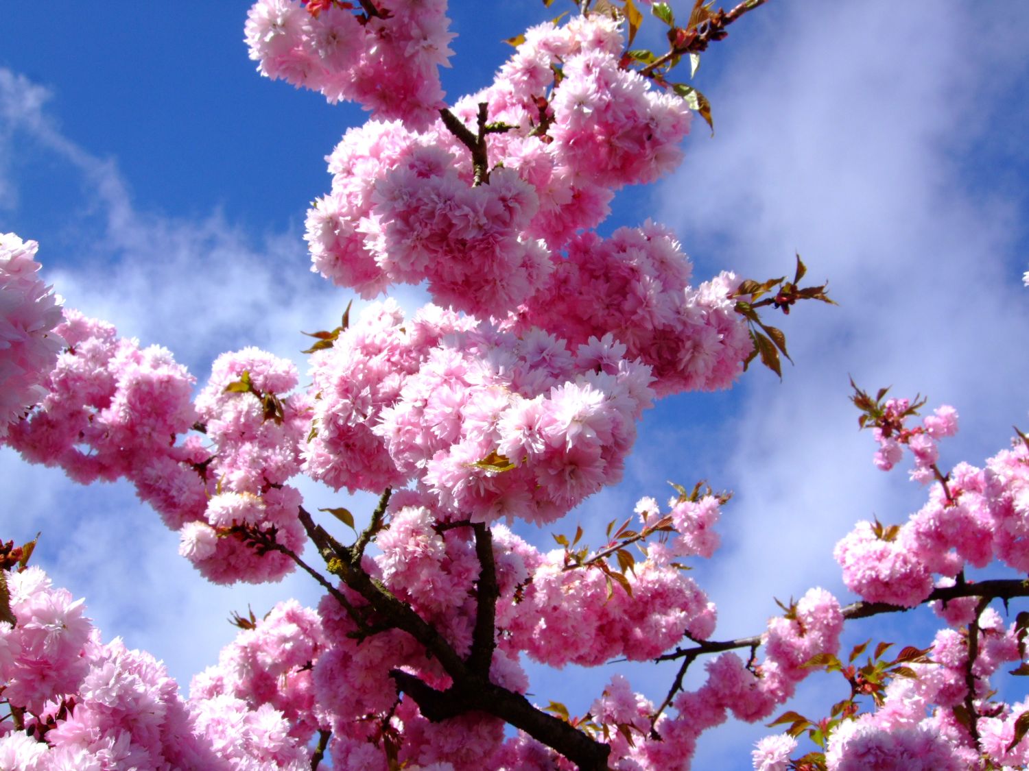 Japanische Hänge-Nelkenkirsche 'Kiku-shidare-Zakura' - Prunus serrulata 'Kiku-shidare-Zakura'