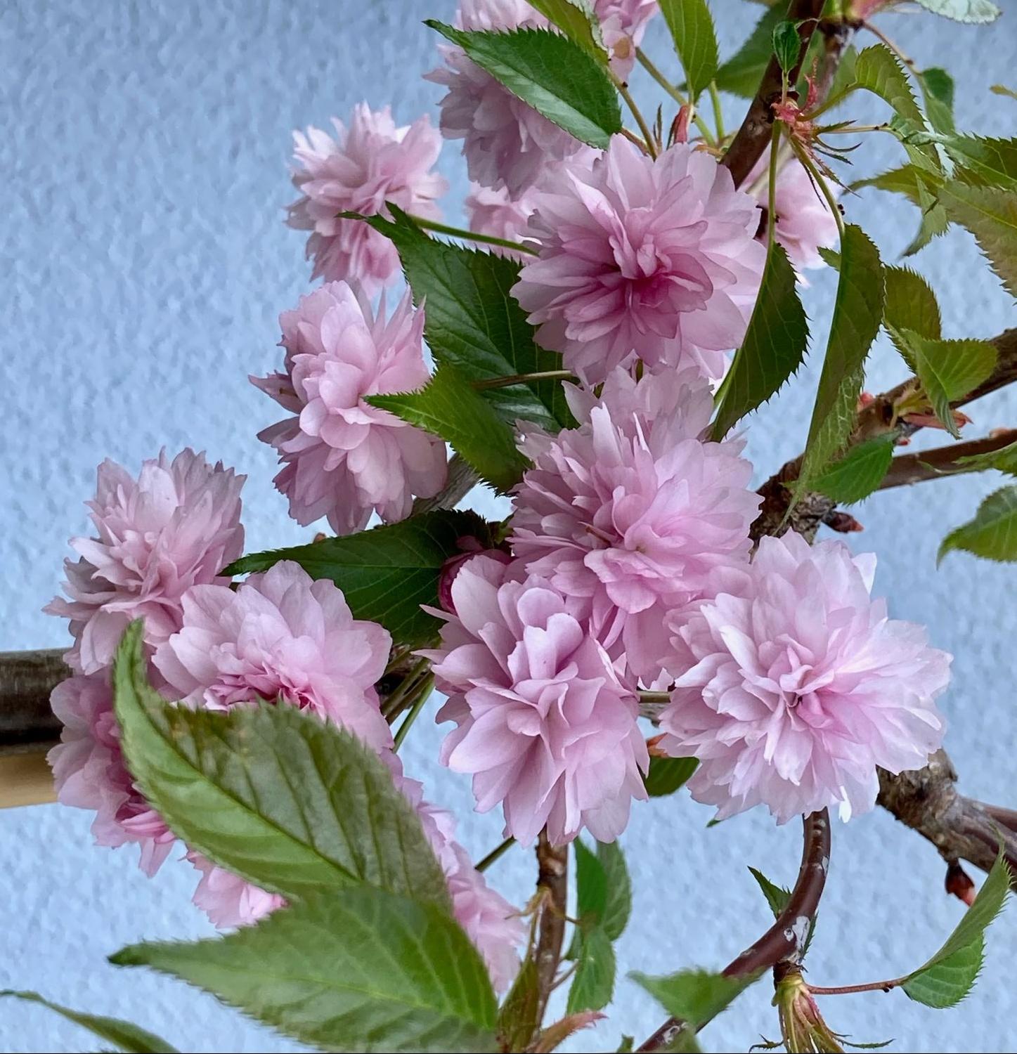 Japanische Hänge-Nelkenkirsche 'Kiku-shidare-Zakura' - Prunus serrulata 'Kiku-shidare-Zakura'