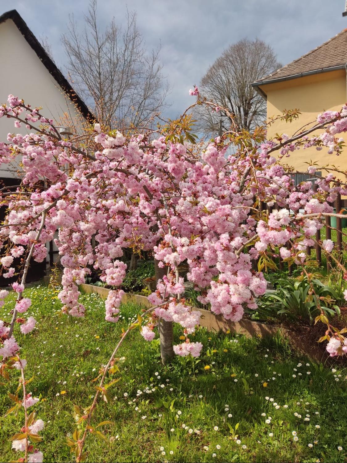 Japanische Hänge-Nelkenkirsche 'Kiku-shidare-Zakura' - Prunus serrulata 'Kiku-shidare-Zakura'