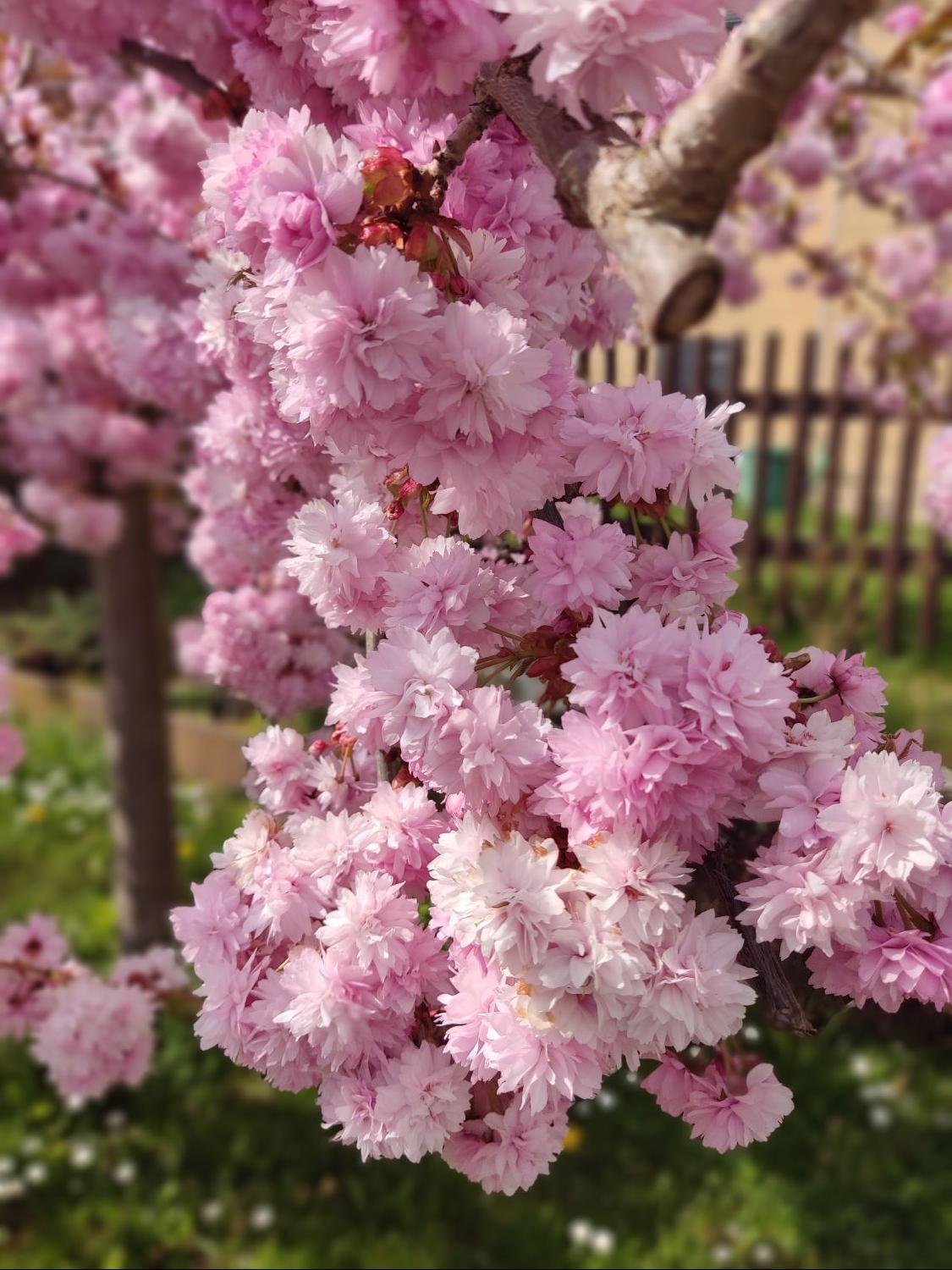 Japanische Hänge-Nelkenkirsche 'Kiku-shidare-Zakura' - Prunus serrulata 'Kiku-shidare-Zakura'