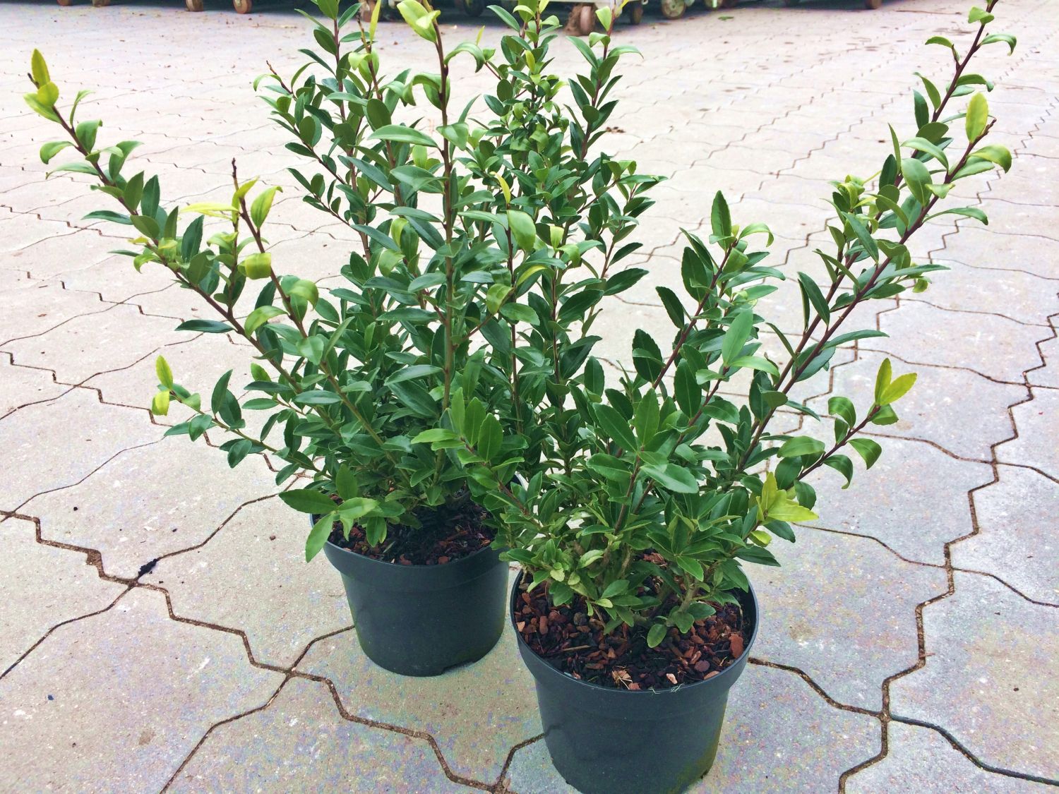 Japanische Stechpalme 'Evergreen' - Ilex maximowicziana 'Evergreen'