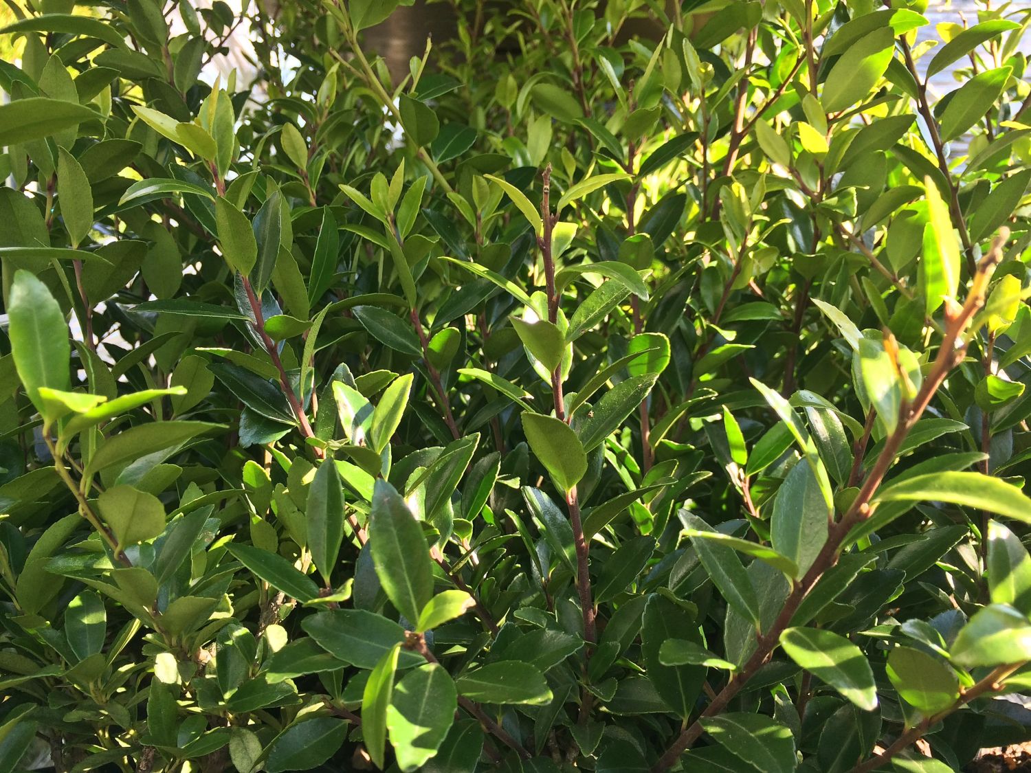 Japanische Stechpalme 'Evergreen' - Ilex maximowicziana 'Evergreen'