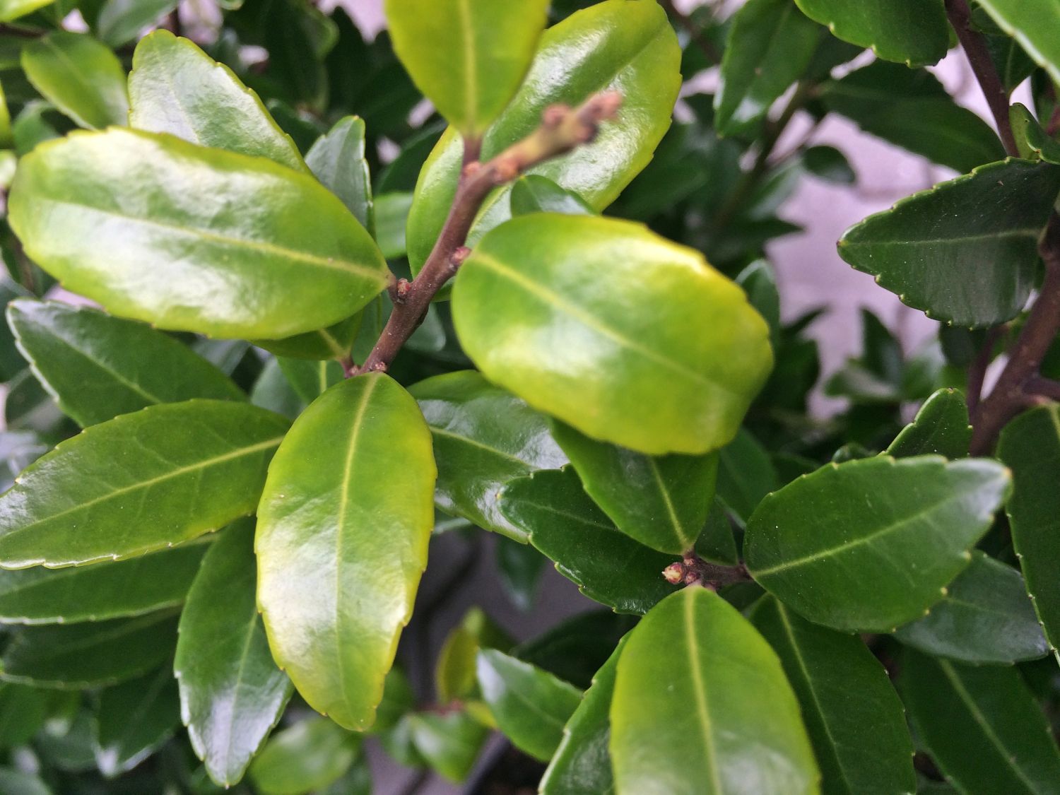 Japanische Stechpalme 'Evergreen' - Ilex maximowicziana 'Evergreen'
