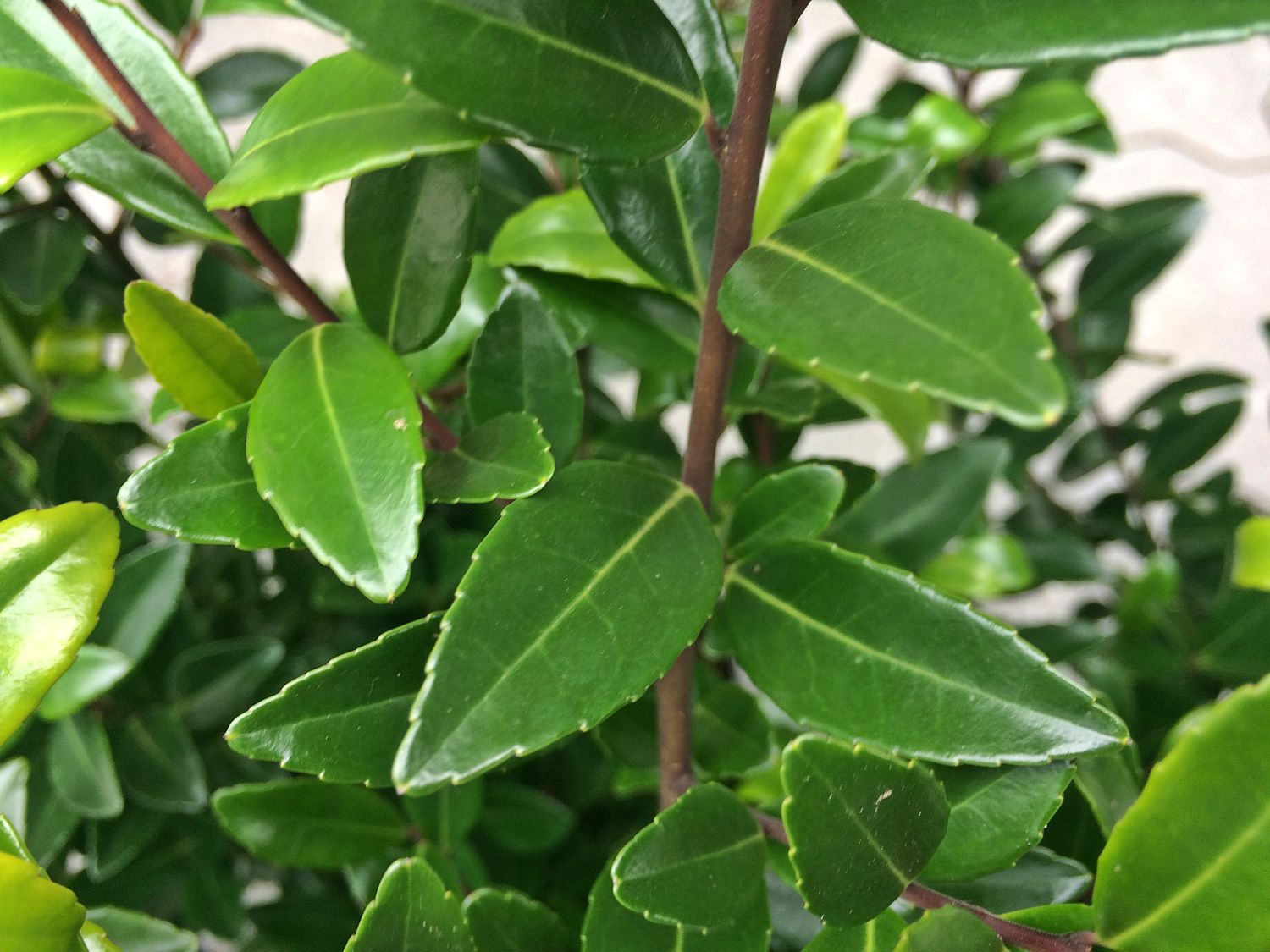 Japanische Stechpalme 'Evergreen' - Ilex maximowicziana 'Evergreen'