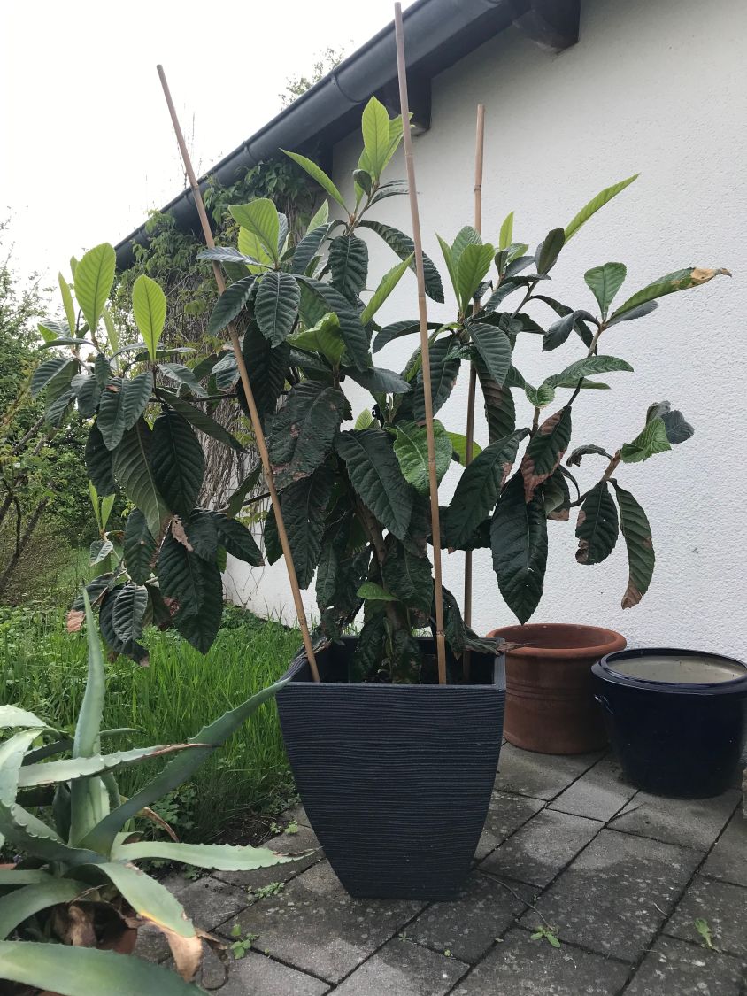 Japanische Wollmispel - Eriobotrya japonica