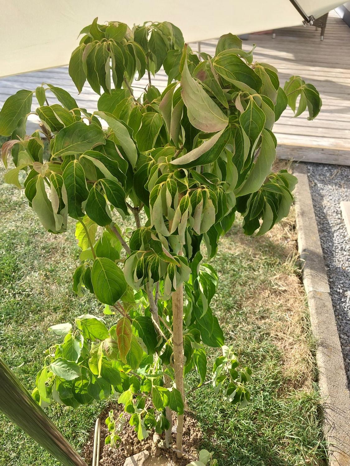 Japanischer Blumen-Hartriegel 'Aurora' - Cornus kousa 'Aurora'