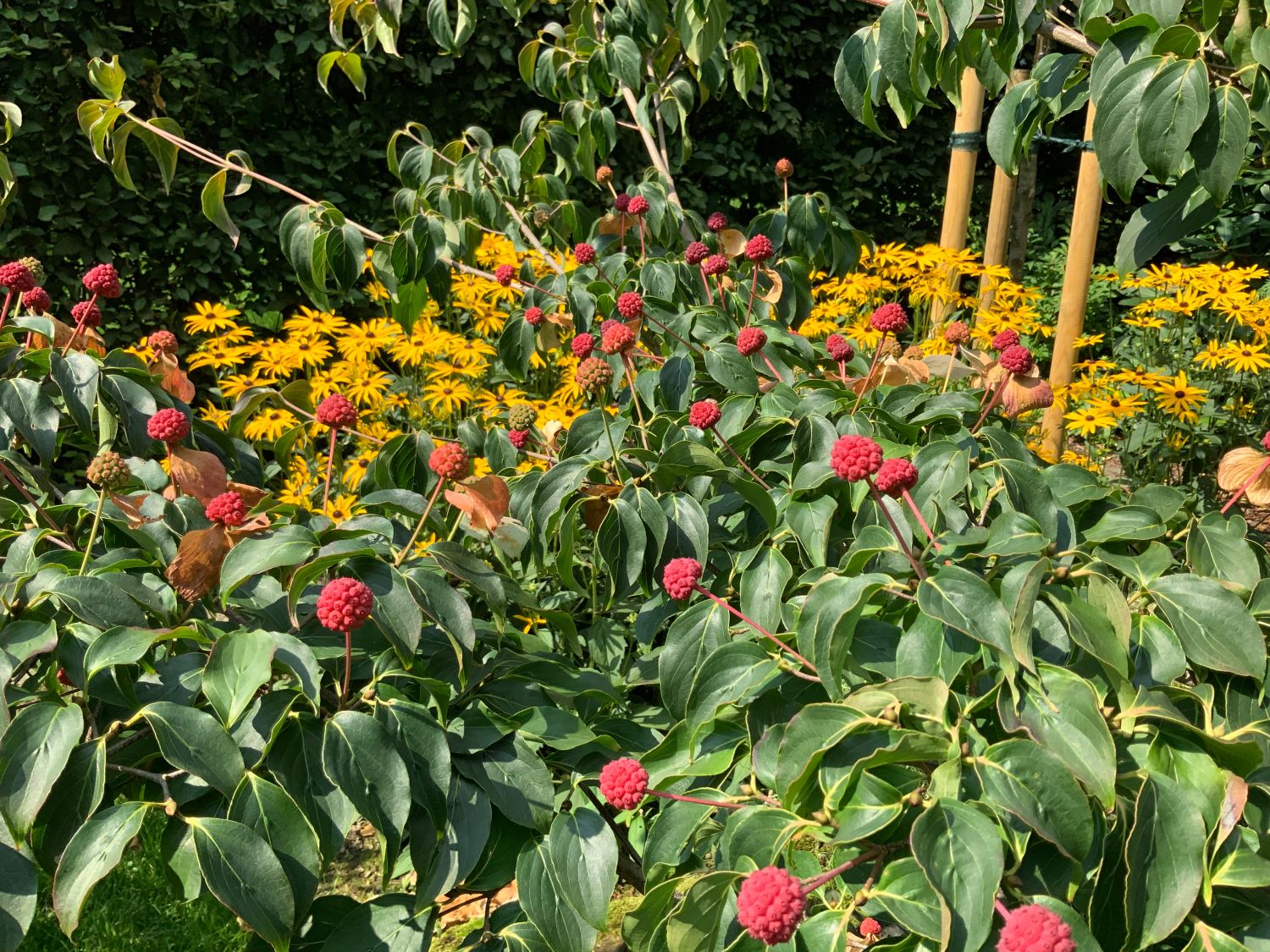 Japanischer Blumen-Hartriegel 'Eurostar' - Cornus kousa 'Eurostar'