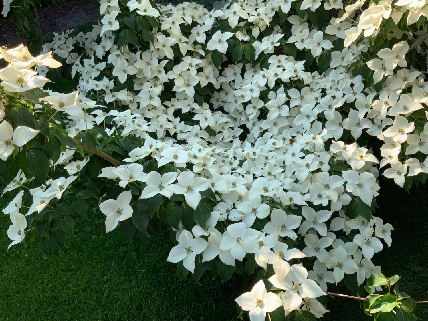 Japanischer Blumen-Hartriegel 'Eurostar' - Cornus kousa 'Eurostar'