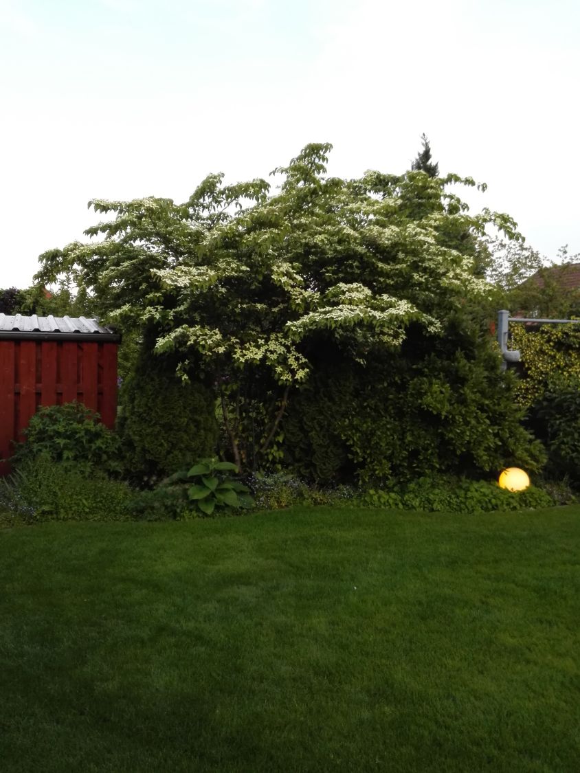 Japanischer Blumen-Hartriegel 'Snow Flurry' - Cornus kousa 'Snow Flurry'