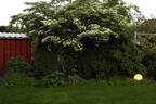 Japanischer Blumen-Hartriegel 'Snow Flurry' - Cornus kousa 'Snow Flurry'