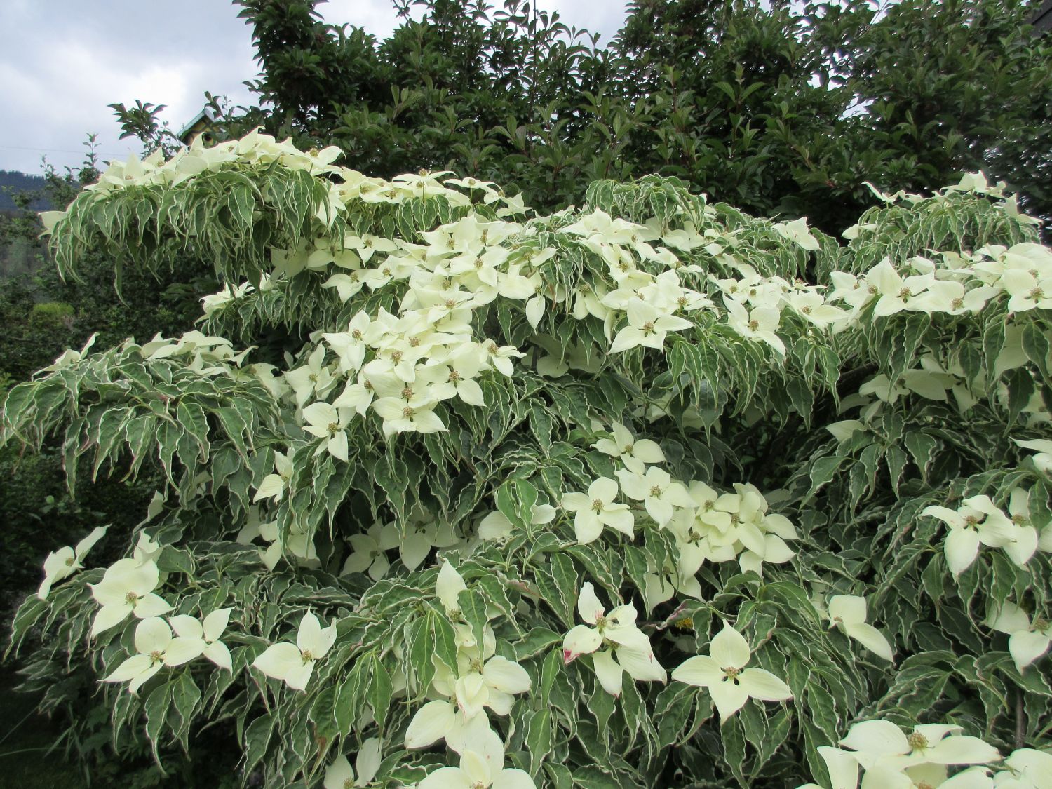 Japanischer Blumen-Hartriegel 'Teresa' - Cornus kousa 'Teresa'