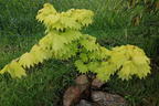 Japanischer Goldahorn 'Aureum' - Acer shirasawanum 'Aureum'