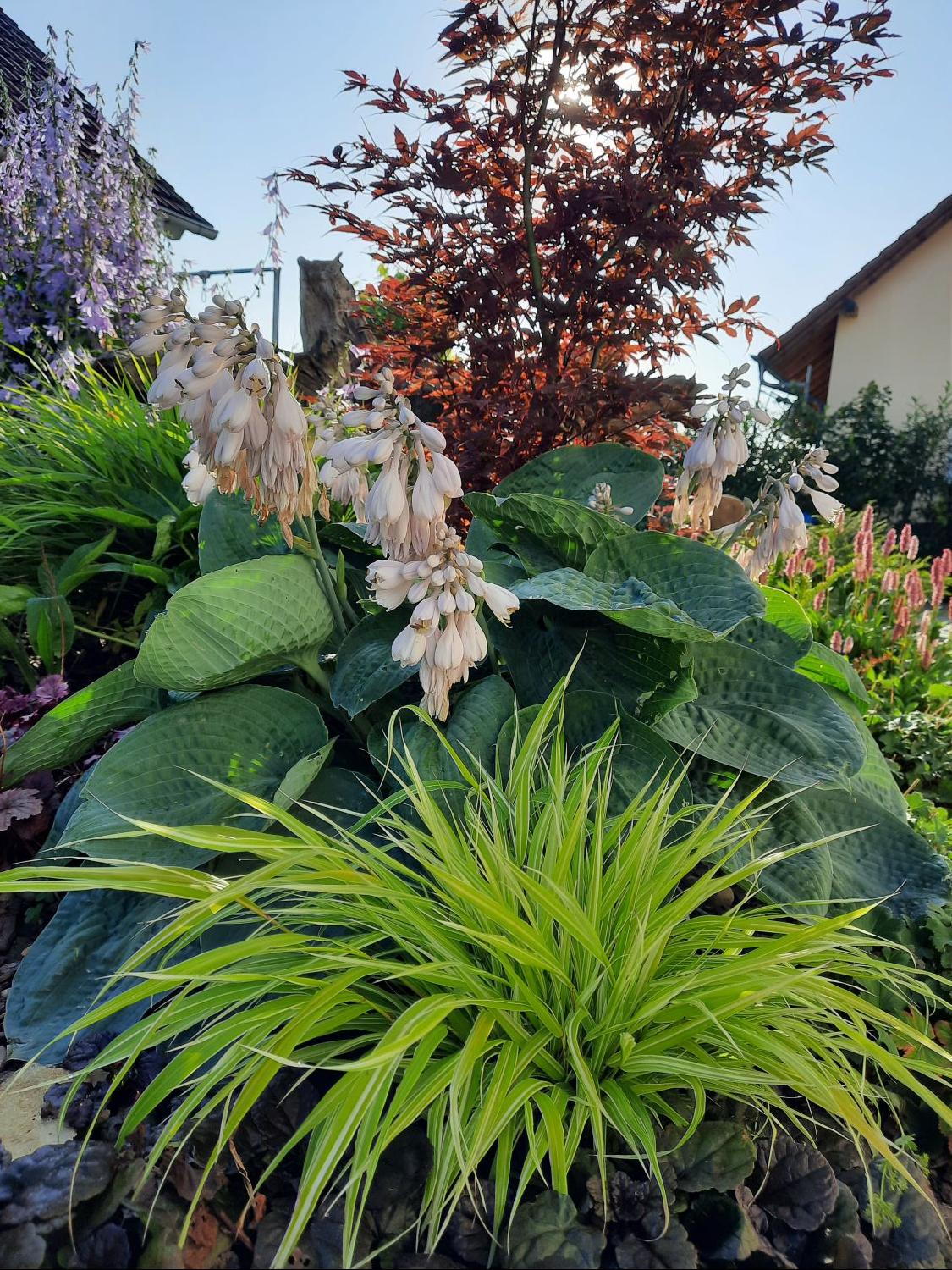 Japanisches Goldberggras 'All Gold' - Hakonechloa macra 'All Gold'