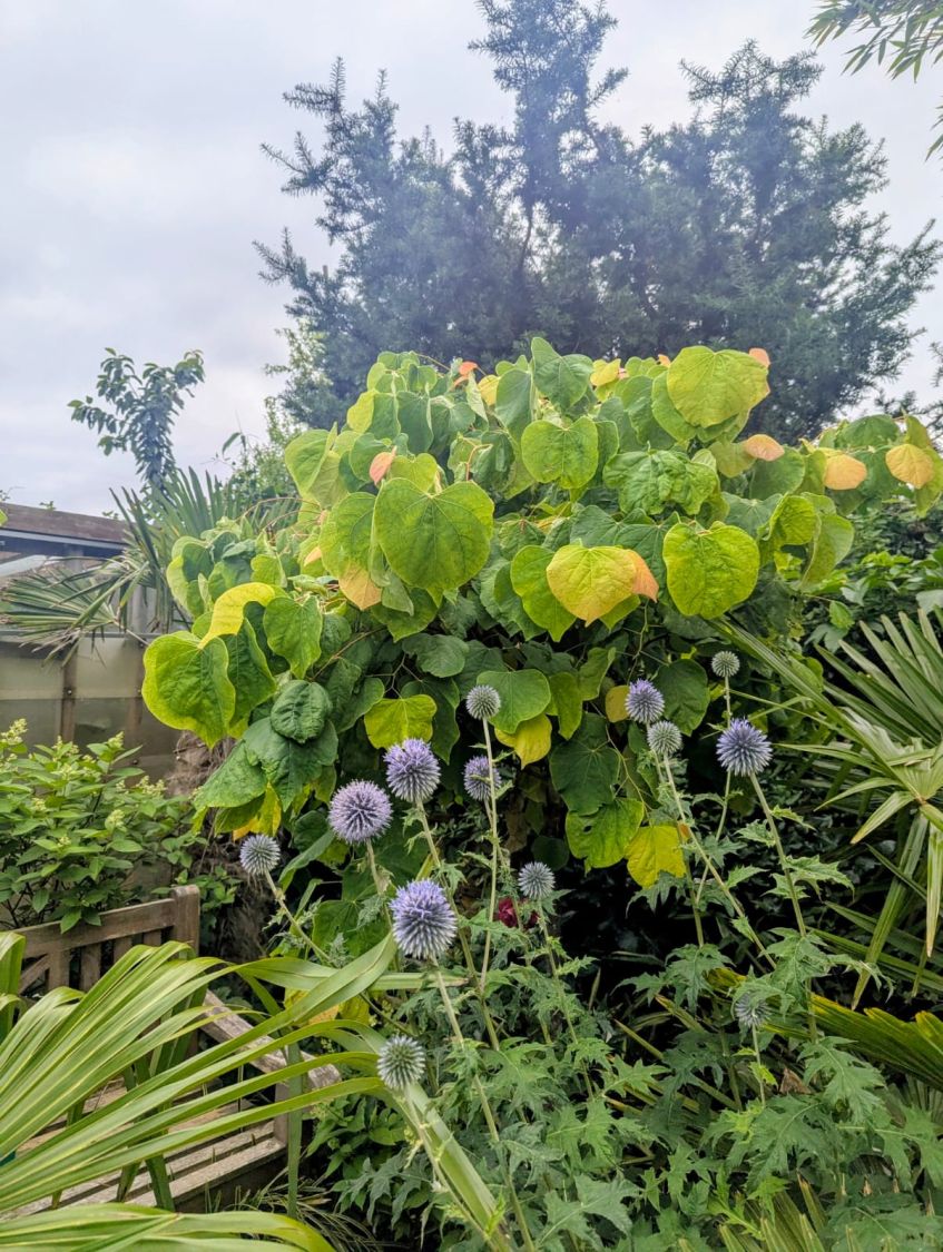 Kanadischer Judasbaum 'Rising Sun' - Cercis canadensis  'Rising Sun'