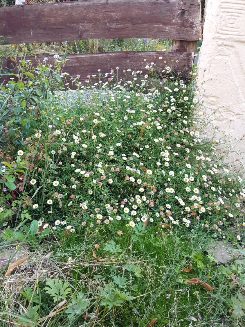 Karwinskis Feinstrahl - Erigeron karvinskianus