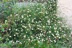 Karwinskis Feinstrahl - Erigeron karvinskianus