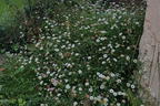 Karwinskis Feinstrahl - Erigeron karvinskianus