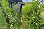 Kirschlorbeer / Lorbeerkirsche 'Caucasica' - Prunus laurocerasus 'Caucasica'