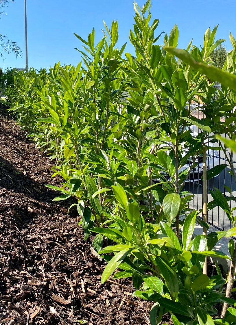 Kirschlorbeer / Lorbeerkirsche 'Caucasica' - Prunus laurocerasus 'Caucasica'